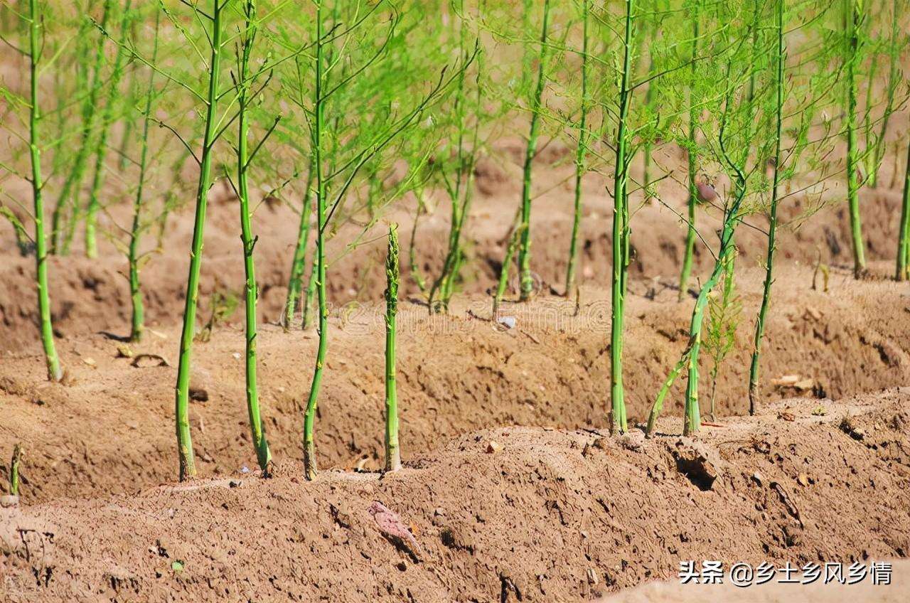 芦笋8月份可以播种吗（菜农告诉你芦笋的种植方法和时间种好了一年四季都能卖钱）