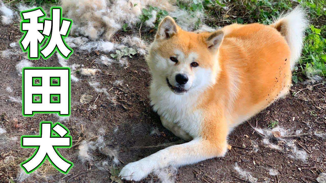 日本秋田犬智商排名第几（秋田犬智商排名第54名不建议大家养）