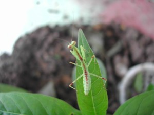 刚出生的小螳螂吃什么食物，带你看看1厘米的螳螂吃的3种食物-8