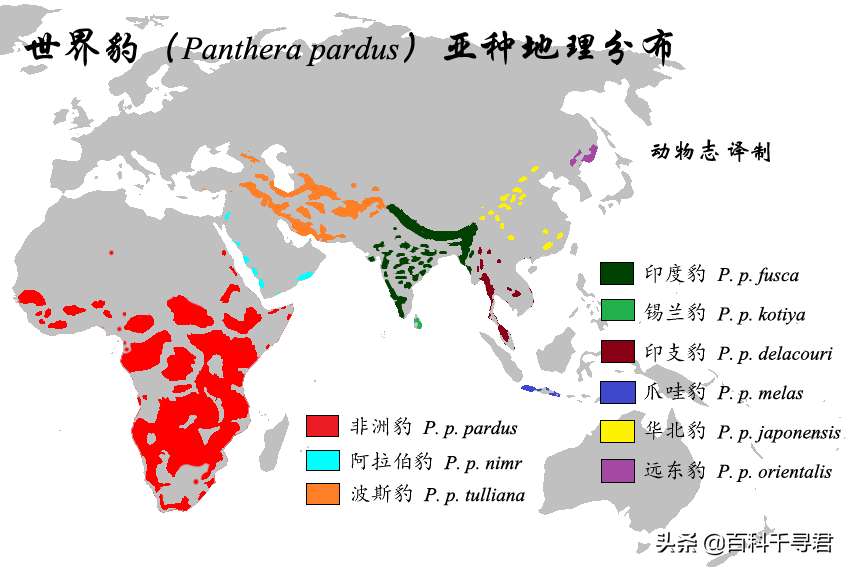 豹属动物有哪些种类（这5种豹属是大型猫科动物美洲豹体型最大）