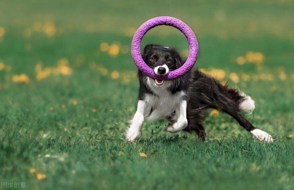 边境牧羊犬怎么训练看家护院（边境牧羊犬系统训练方法指南）