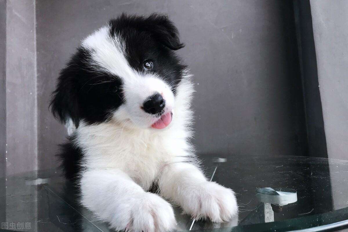 边境牧羊犬怎么训练看家护院（边境牧羊犬系统训练方法指南）