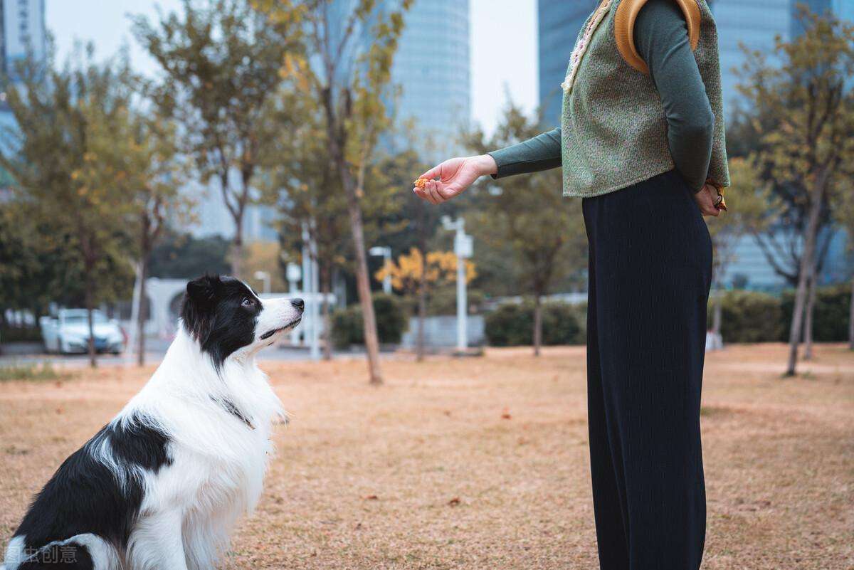 边境牧羊犬怎么训练看家护院（边境牧羊犬系统训练方法指南）