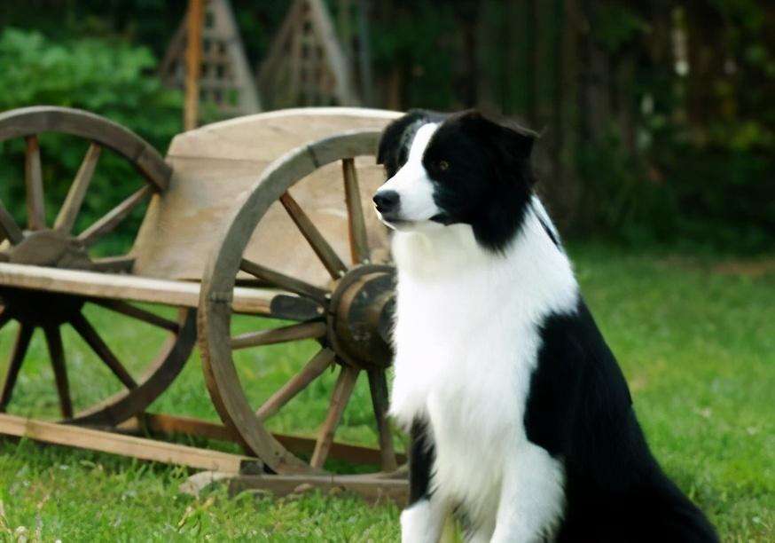 边境牧羊犬怎么训练看家护院（边境牧羊犬系统训练方法指南）