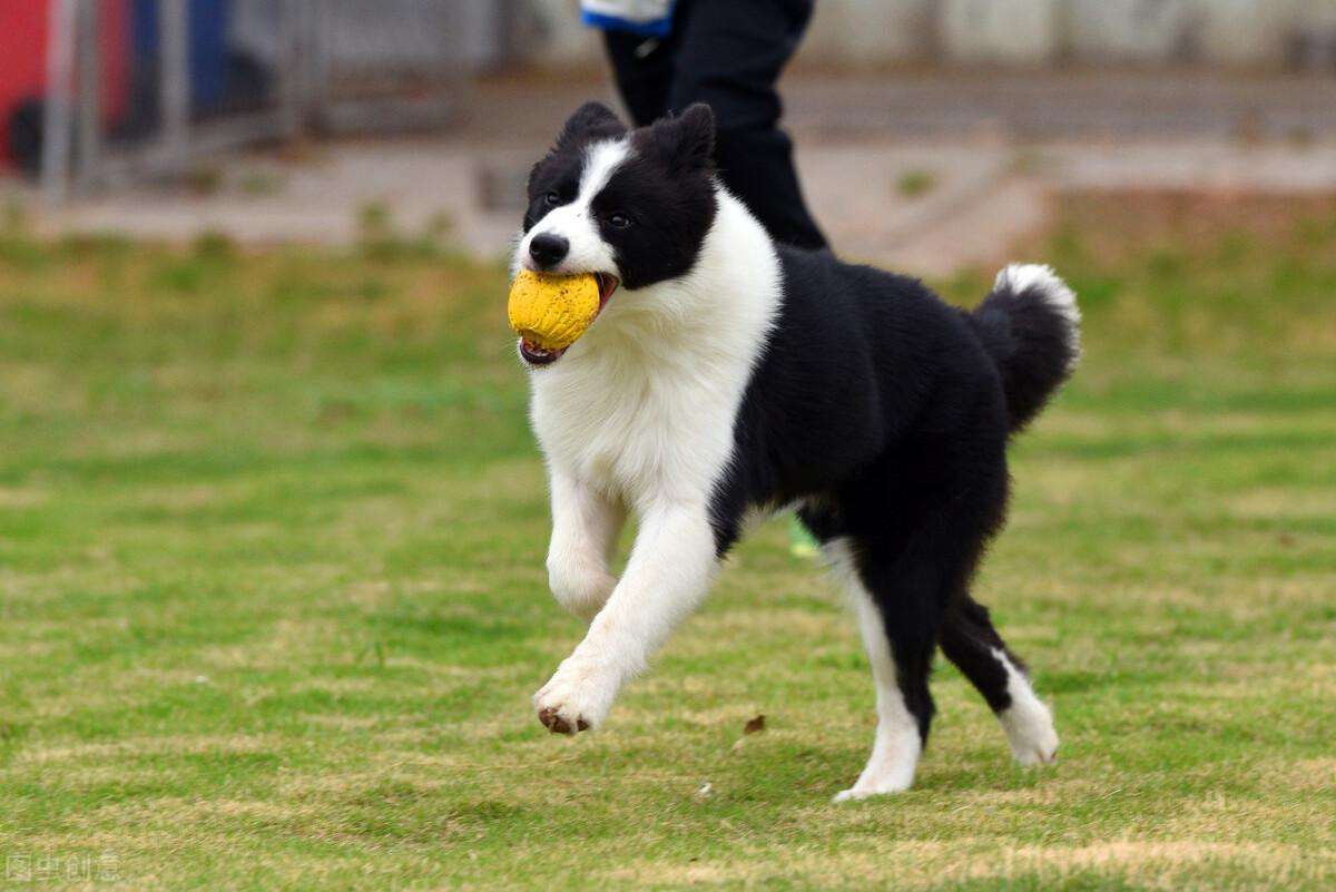 边境牧羊犬怎么训练看家护院（边境牧羊犬系统训练方法指南）