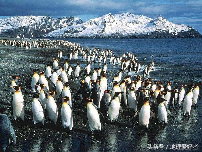 企鹅生活在哪里北极还是南极（一文揭秘北极为什么没有企鹅）