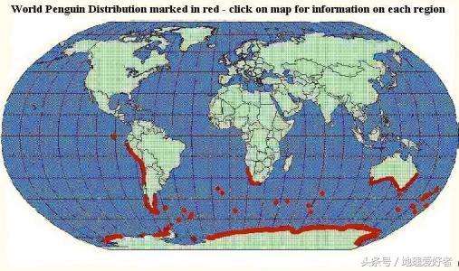 企鹅生活在哪里北极还是南极（一文揭秘北极为什么没有企鹅）