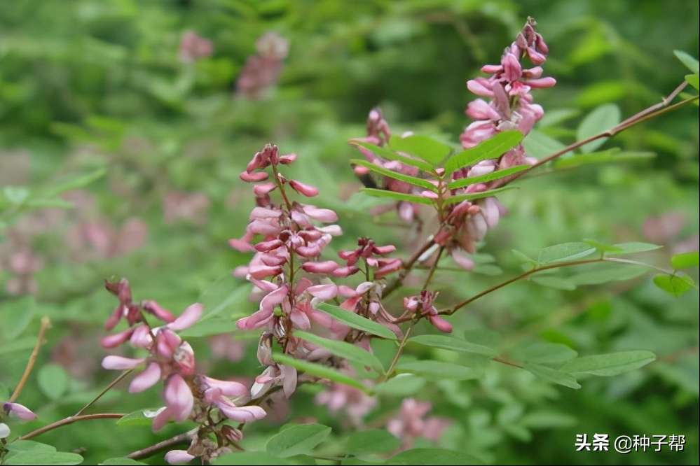 多花木兰的药用价值介绍（附多花木兰的种植方法介绍）