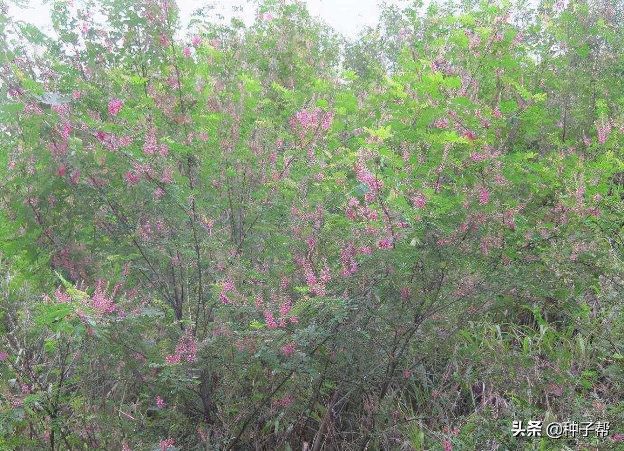 多花木兰的药用价值介绍（附多花木兰的种植方法介绍）