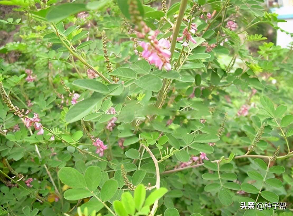 多花木兰的药用价值介绍（附多花木兰的种植方法介绍）