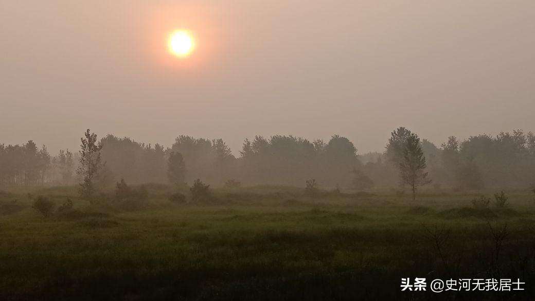 含羞草为什么会动的原因（含羞草的原理及人文意义）