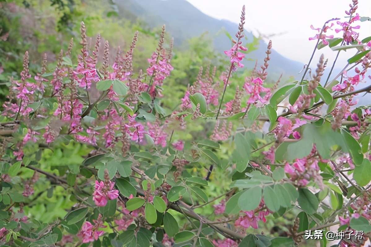 多花木兰的药用价值介绍（附多花木兰的种植方法介绍）