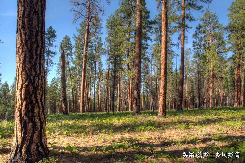 乔木灌木怎么区分（教你从四个方面快速辨别乔木和灌木）