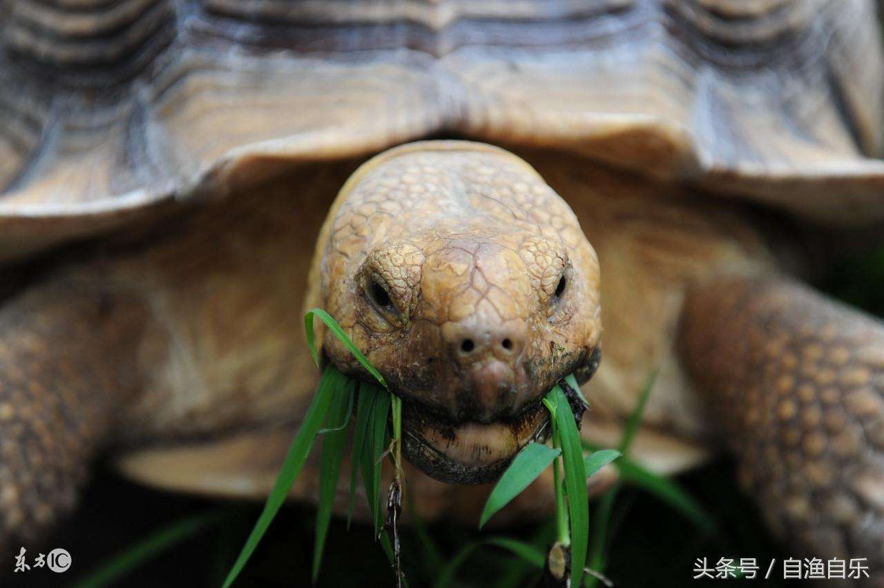 小乌龟的生活习性有哪些（乌龟的行为与习性及拒食三招）