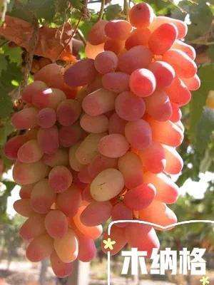 新疆常见的葡萄品种大全（新疆葡萄的主要乡土品种介绍）