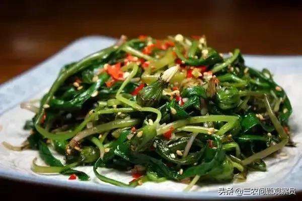 婆婆丁是什么野菜（中医眼中的“野菜之王”婆婆丁）