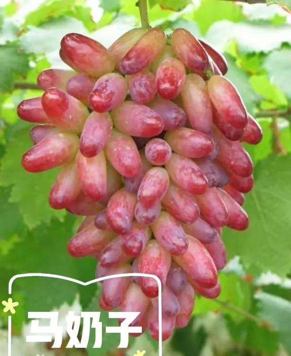 新疆常见的葡萄品种大全（新疆葡萄的主要乡土品种介绍）