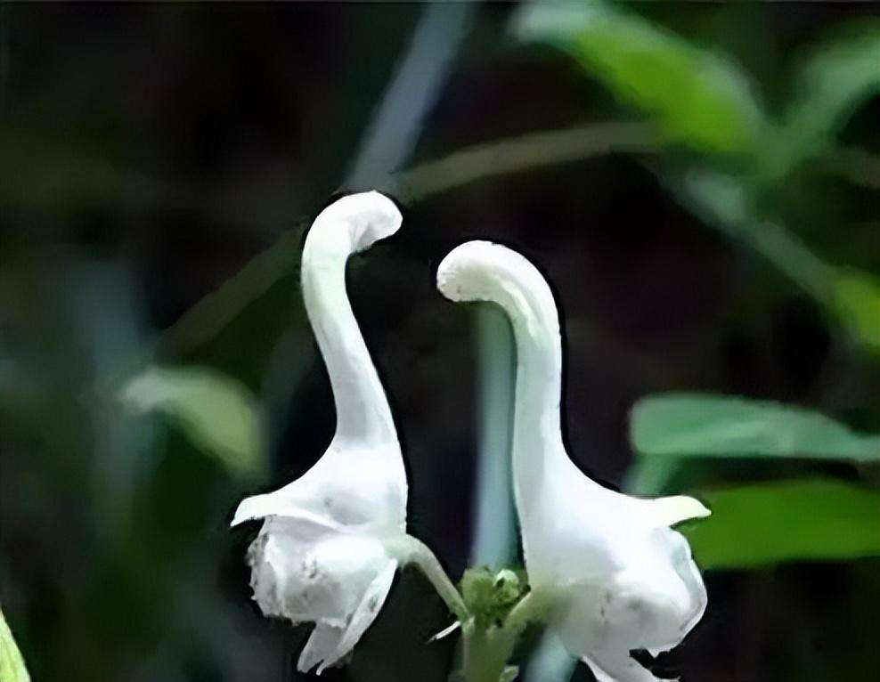 罕见稀有植物名称大全（罕见的九十五种奇花异草图片欣赏）