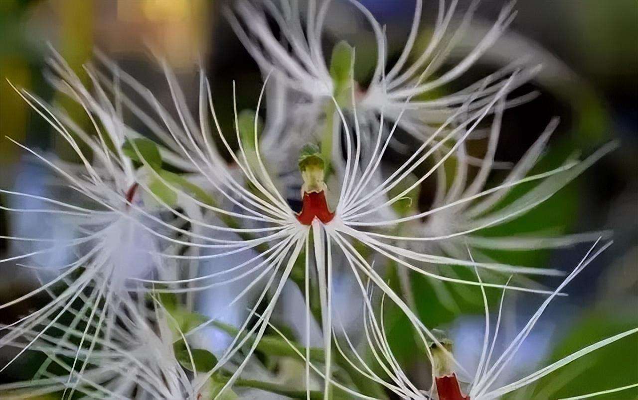 罕见稀有植物名称大全（罕见的九十五种奇花异草图片欣赏）