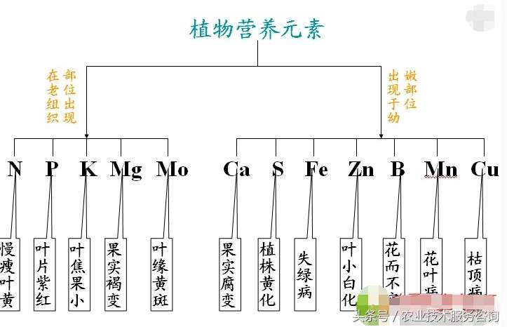 常量元素和微量元素顺口溜（作物缺中微量元素口诀）