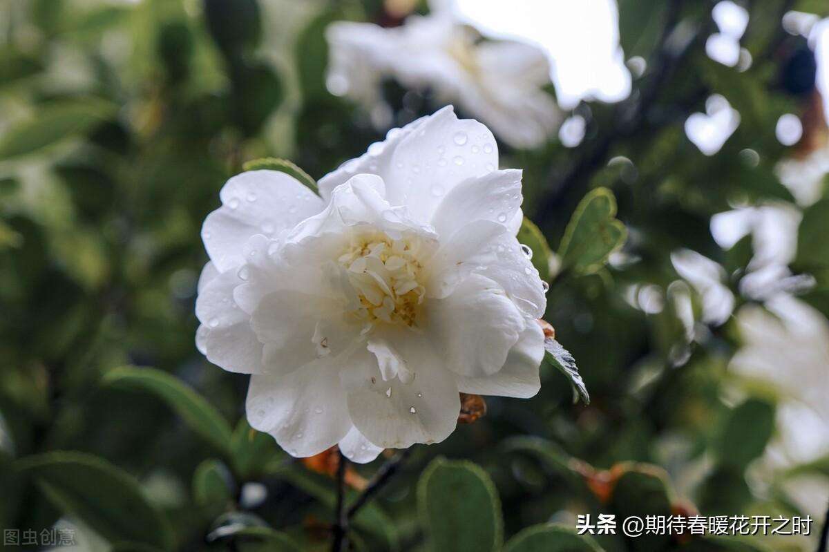 一般山茶花是什么颜色（不同颜色山茶花寓意）