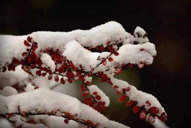 有关物候现象的例子（大雪节气的物候现象）