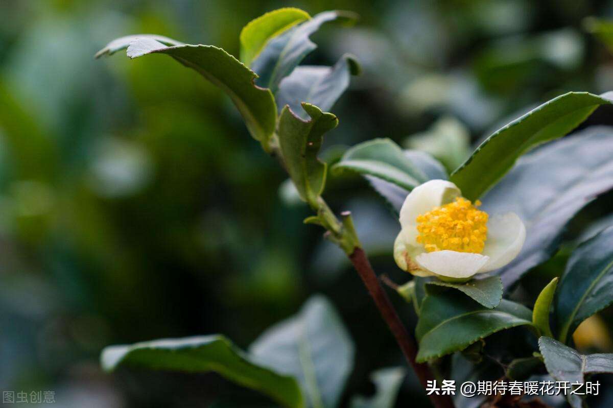 一般山茶花是什么颜色（不同颜色山茶花寓意）