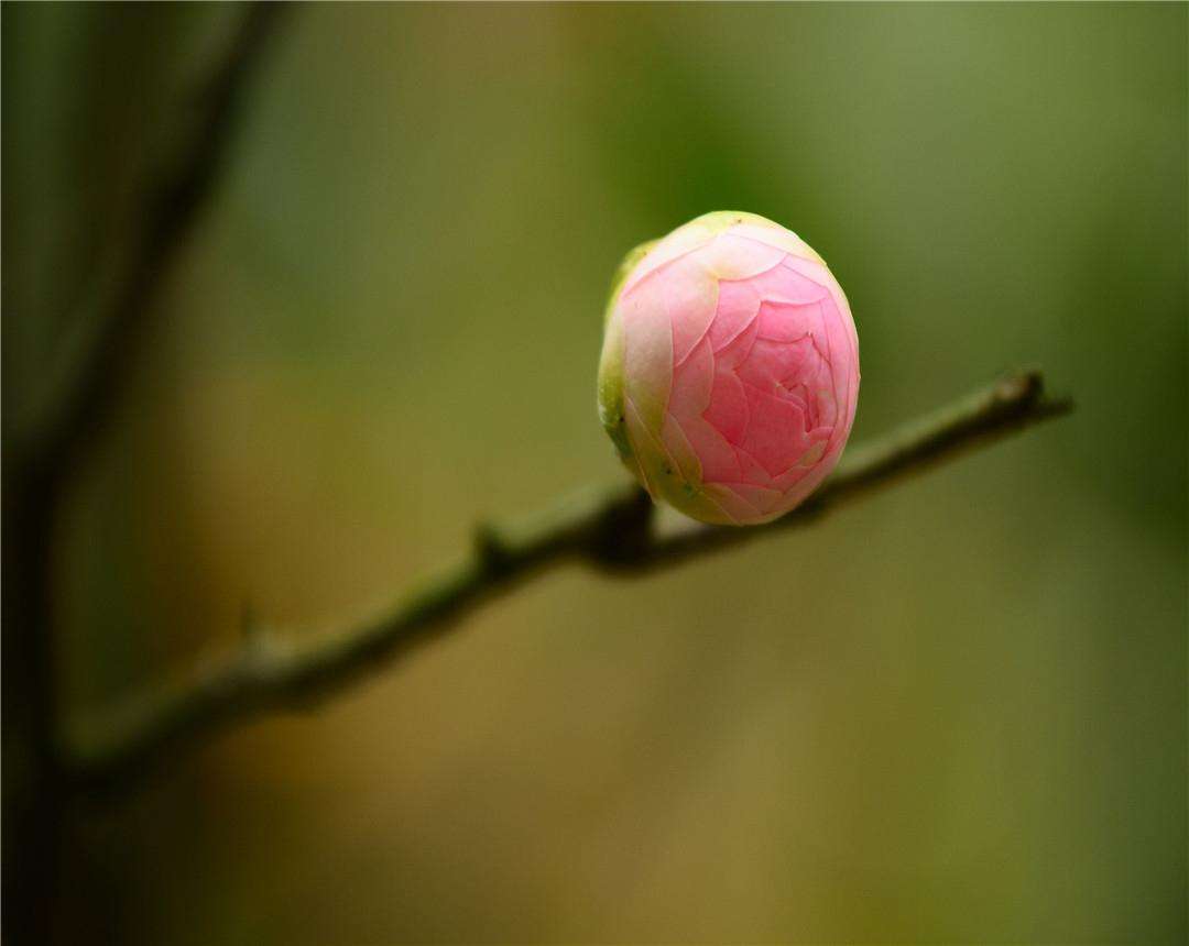 山茶花几月开几月败（一文带你了解茶花的花期）