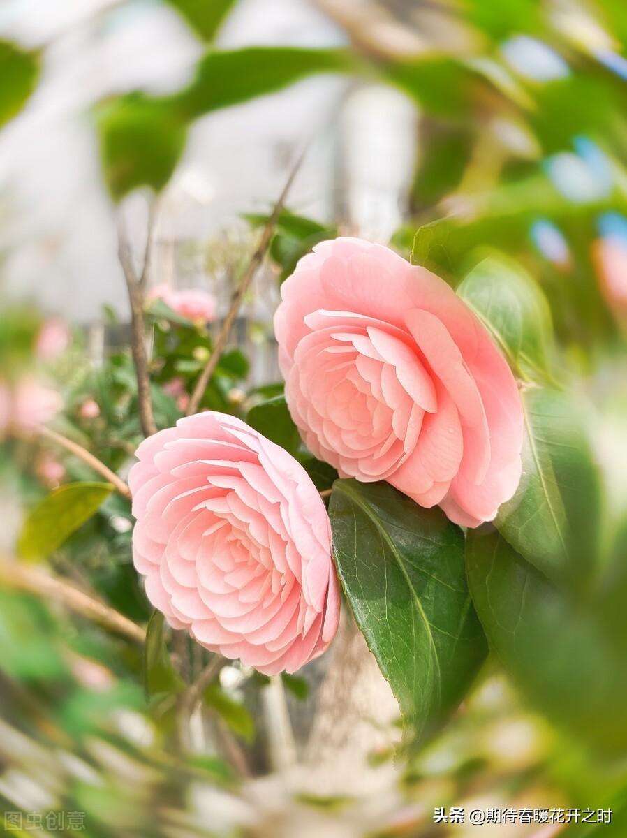 一般山茶花是什么颜色（不同颜色山茶花寓意）