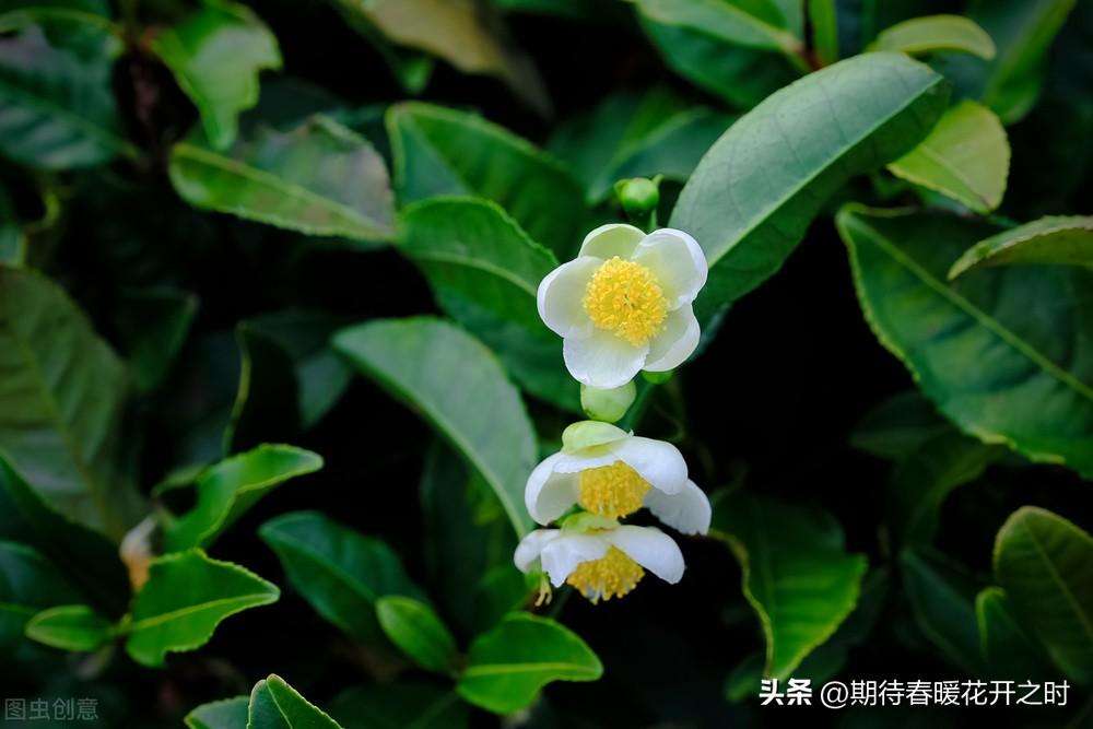 一般山茶花是什么颜色（不同颜色山茶花寓意）