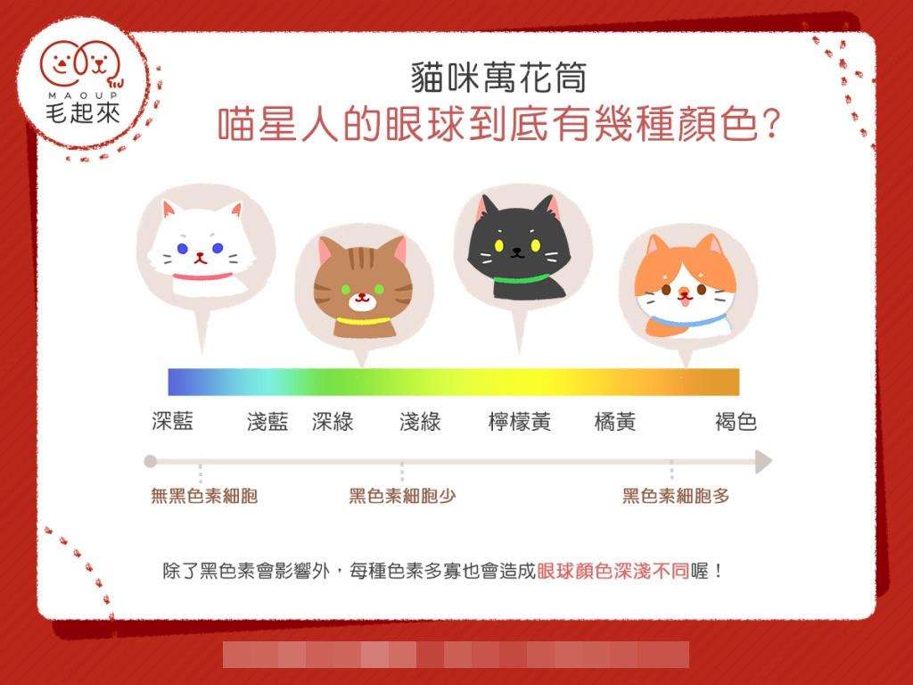 猫的眼睛颜色等级排名（喵星人7种瞳孔颜色差异介绍）