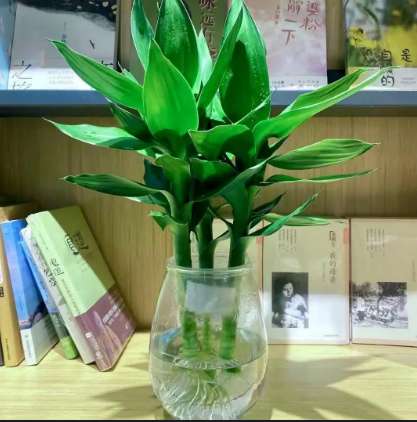 水培植物有哪些品种（十种常见的水培植物）