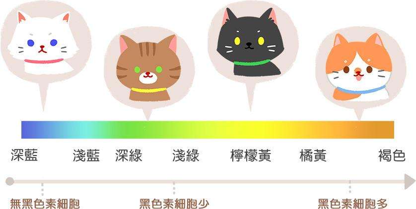 猫的眼睛颜色等级排名（喵星人7种瞳孔颜色差异介绍）