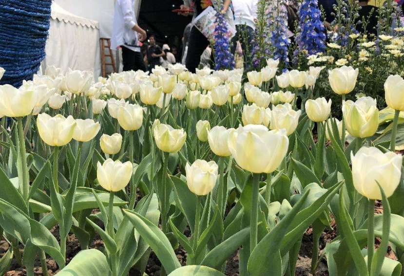 卧室植物摆放禁忌（居家绿植摆放禁忌）