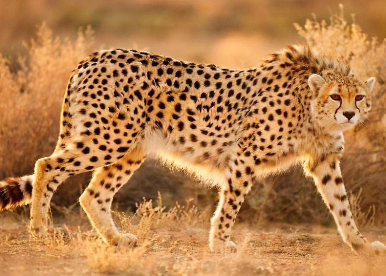 猎豹的速度每秒多少米（猎豹的奔跑速度揭秘）