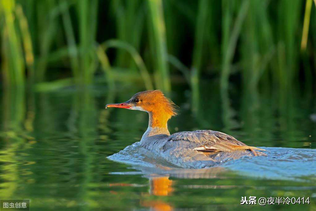 鸵鸟速度是多少公里每秒（世界上速度超快的鸟类速度盘点）