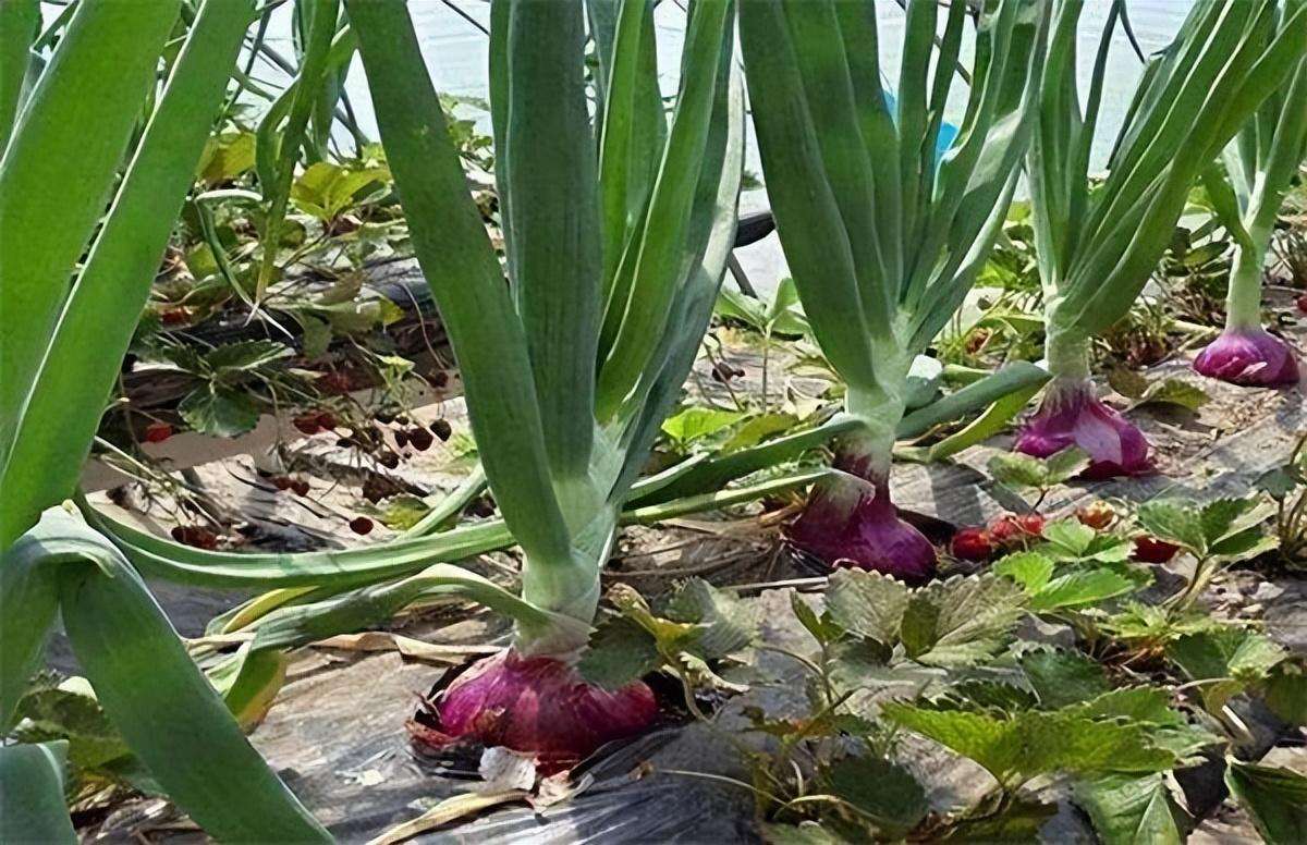 生活常见蔬菜品种大全（生活常见常吃蔬菜图片介绍）