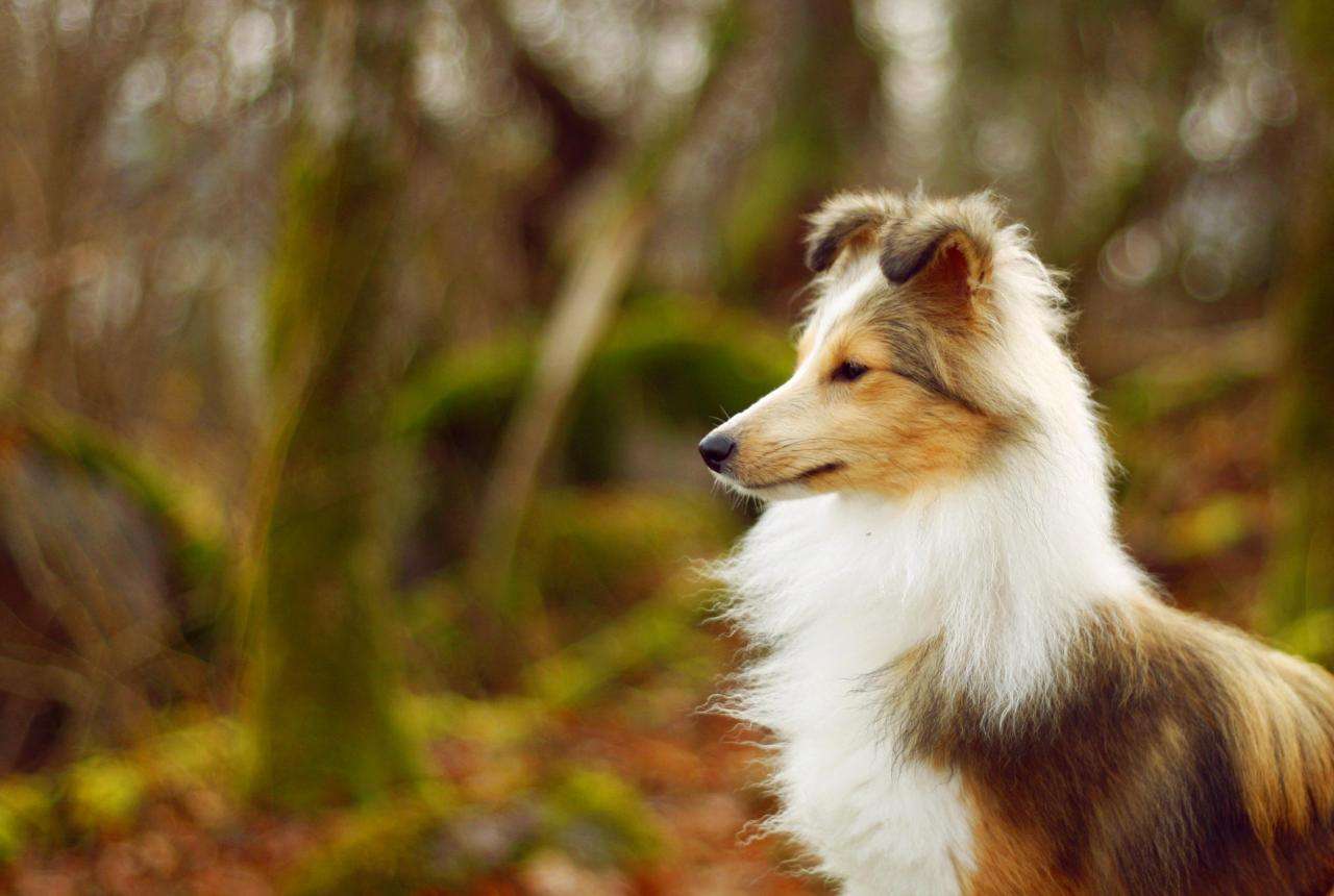 边境牧羊犬的训练方法（边牧训练方法及口令）