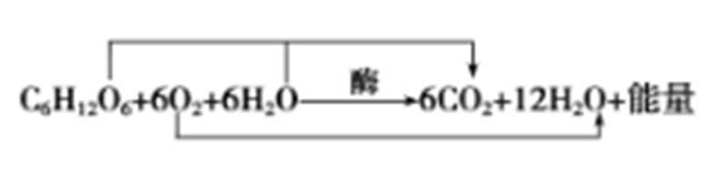 呼吸作用场所在身体哪个部位（高中生物“呼吸作用”图示及解析）