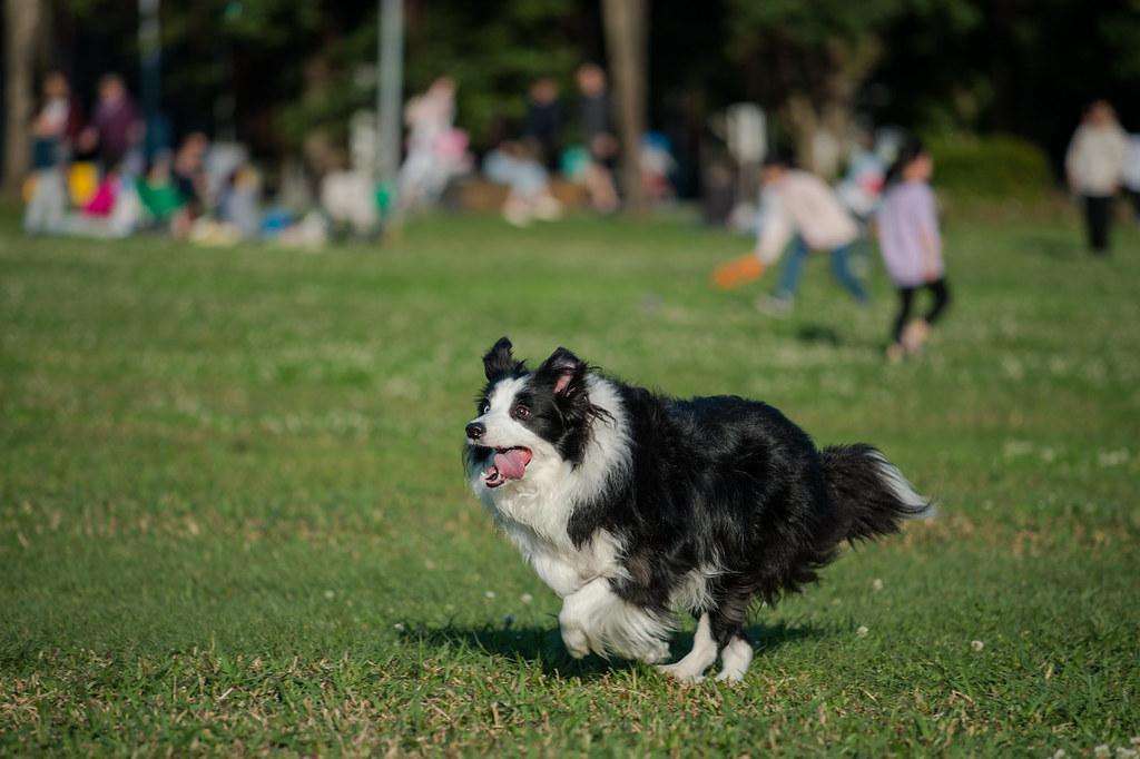 边境牧羊犬的训练方法（边牧训练方法及口令）