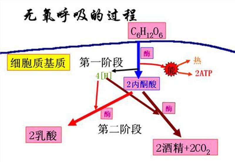 呼吸作用场所在身体哪个部位（高中生物“呼吸作用”图示及解析）