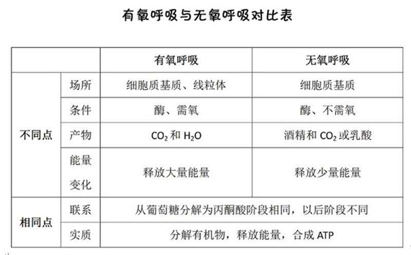 呼吸作用场所在身体哪个部位（高中生物“呼吸作用”图示及解析）