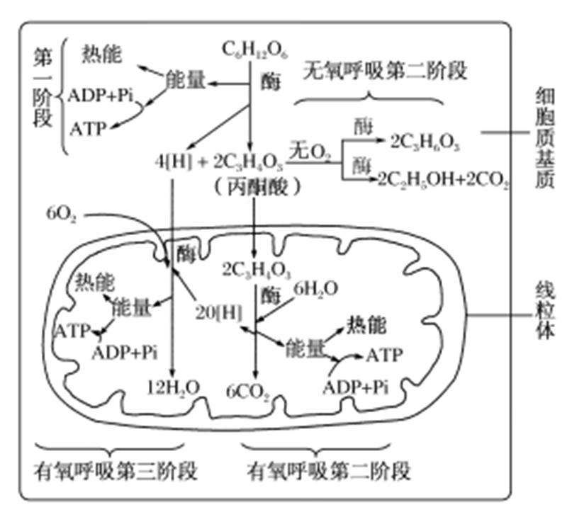 呼吸作用场所在身体哪个部位（高中生物“呼吸作用”图示及解析）