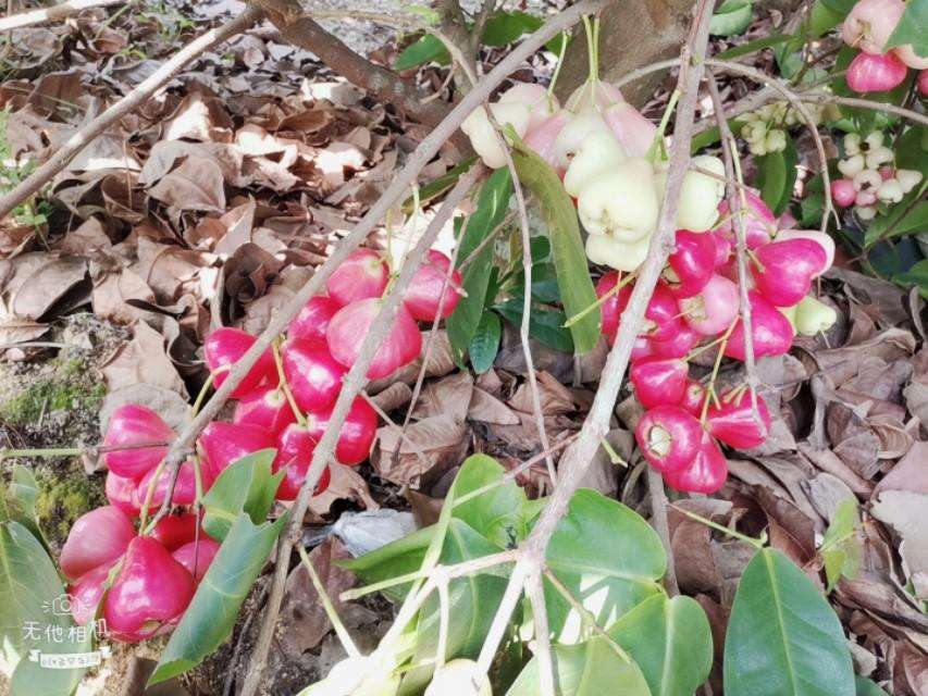 莲雾种植几年才会挂果（莲雾果的特性及种植方法介绍）