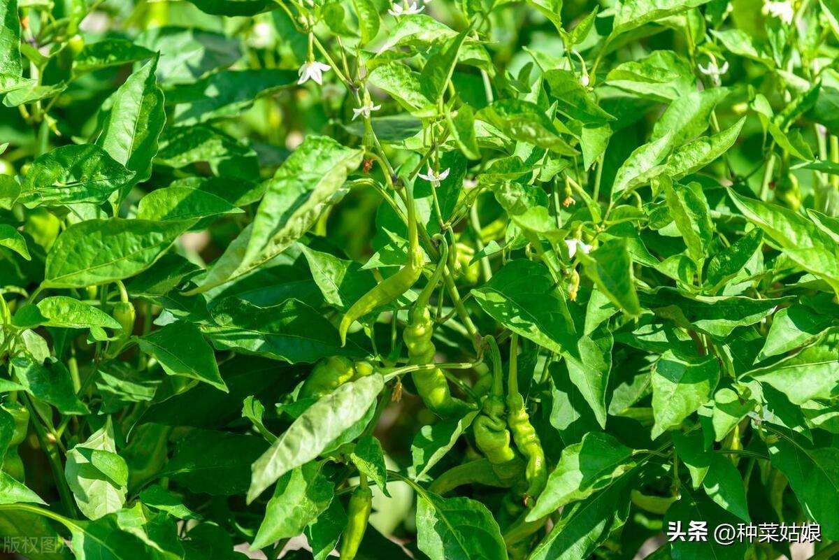 种植辣椒有没有什么小窍门（辣椒的种植方法和注意事项）