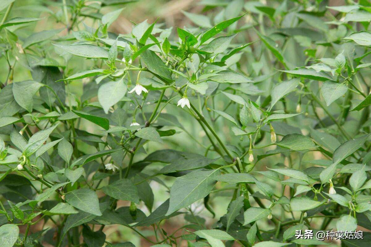 种植辣椒有没有什么小窍门（辣椒的种植方法和注意事项）