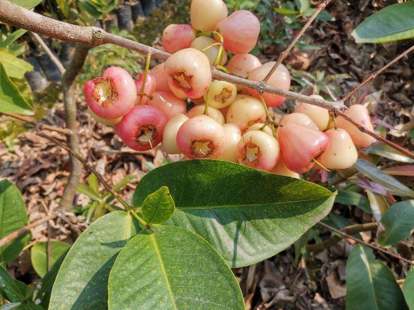 莲雾种植几年才会挂果（莲雾果的特性及种植方法介绍）