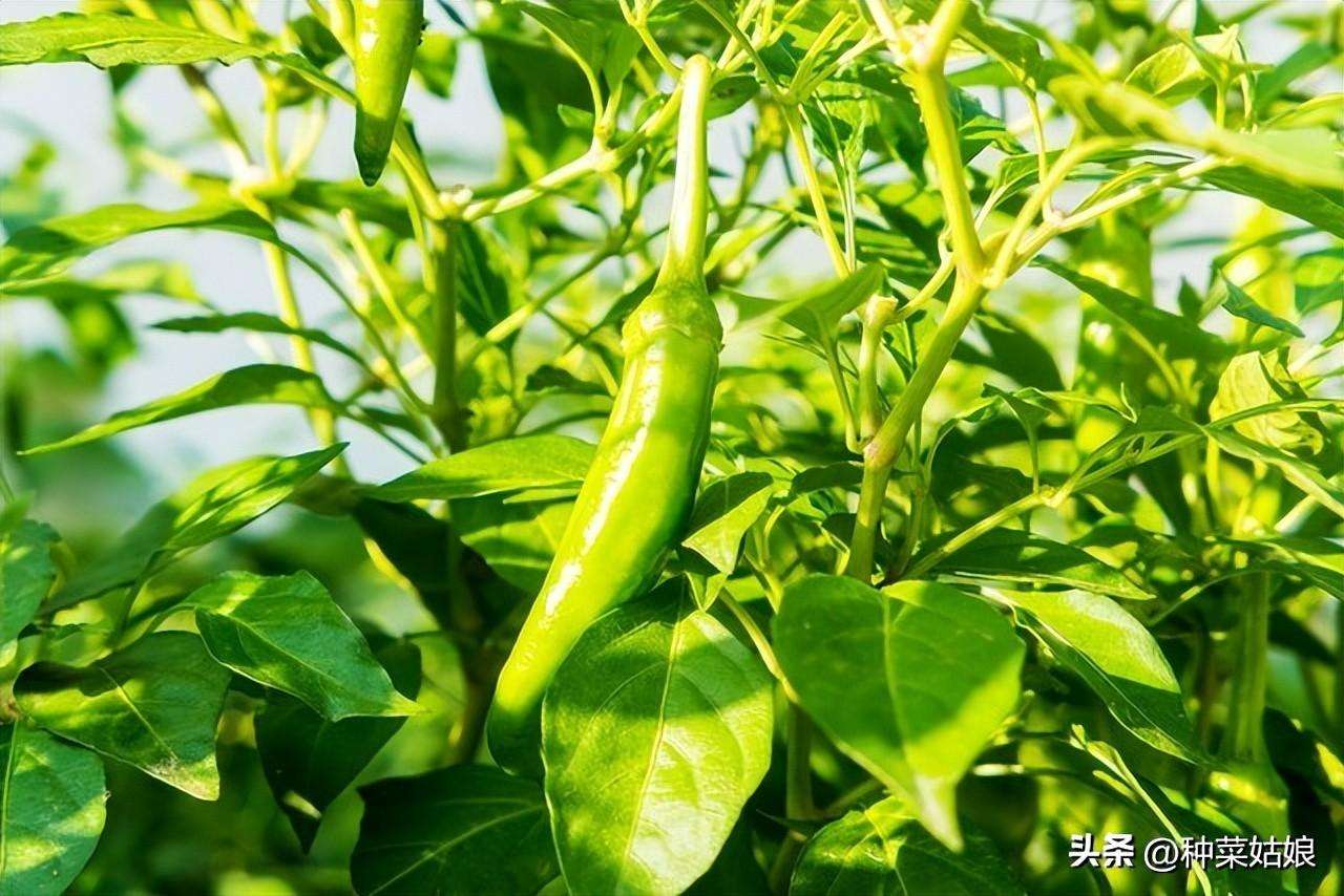 种植辣椒有没有什么小窍门（辣椒的种植方法和注意事项）