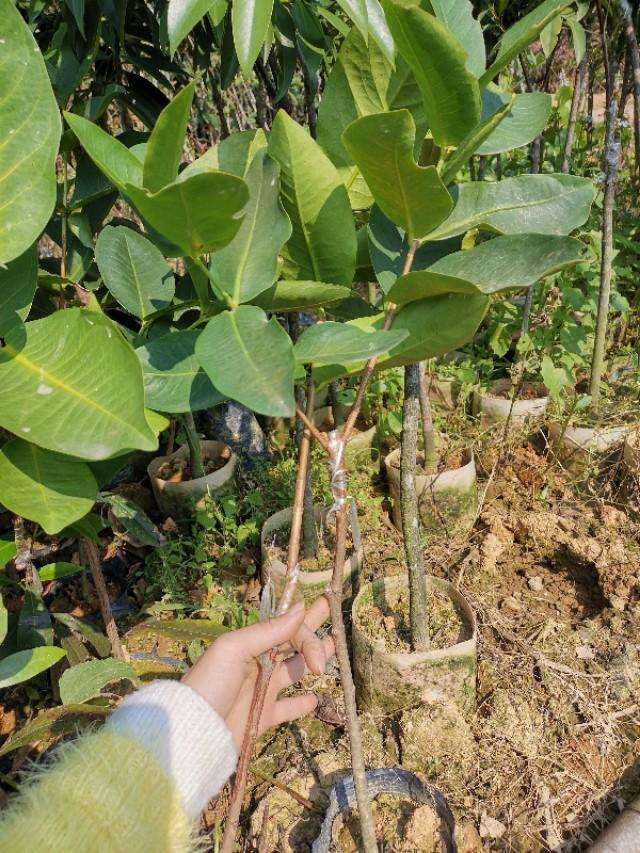 莲雾种植几年才会挂果（莲雾果的特性及种植方法介绍）