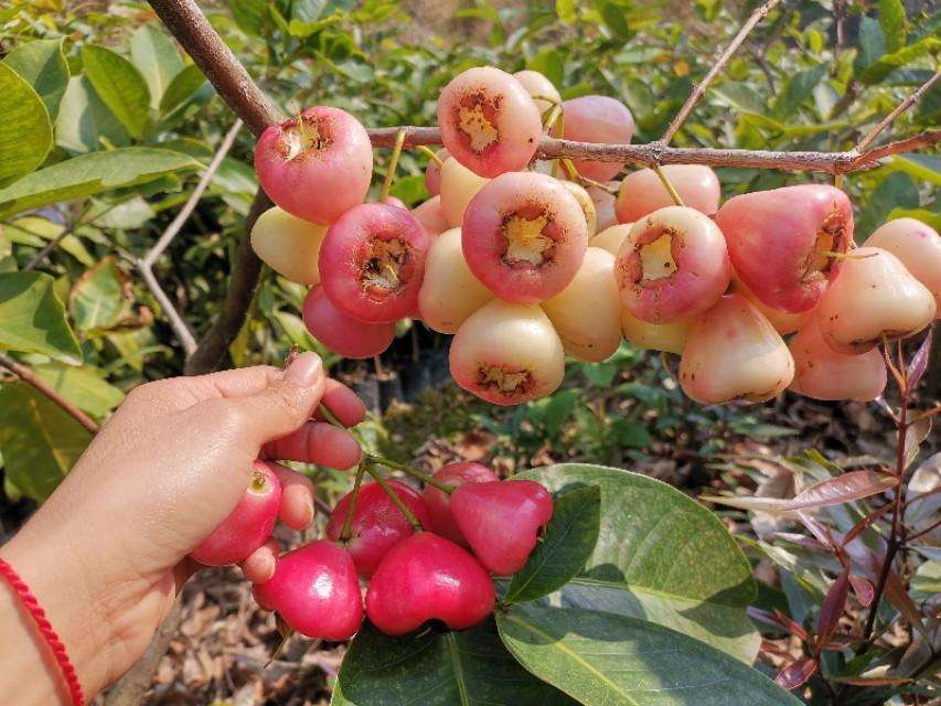 莲雾种植几年才会挂果（莲雾果的特性及种植方法介绍）